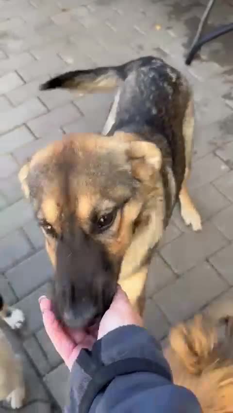 Mixed Breed dogs for adoption: BIBY, a Lovely young girl - for a Loving Home - Video 1