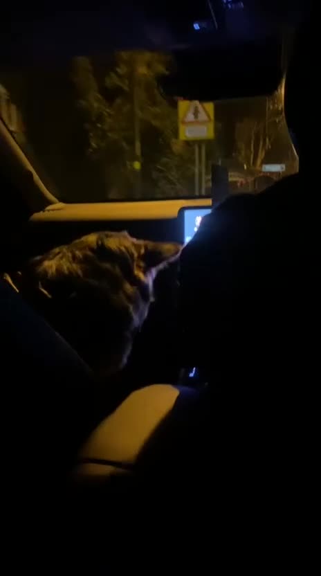 Mixed Breed dogs for sale: Best dog in the world for sale  in Birmingham - Video 1