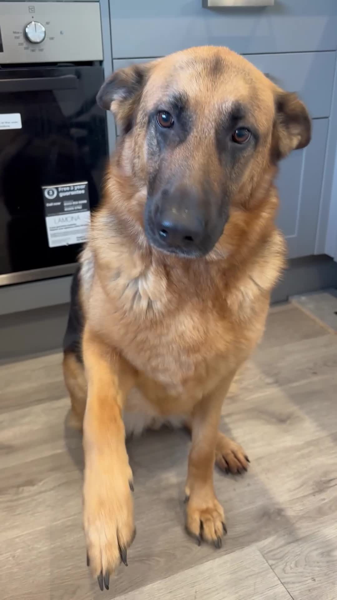 German Shepherd dogs for sale: 4 year old Female German shepherd Great with kids in Hailsham - Video 1