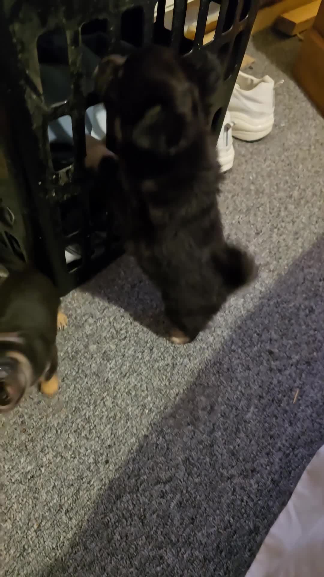 Chihuahua dogs for sale: 2 beautiful boys  - Video 1