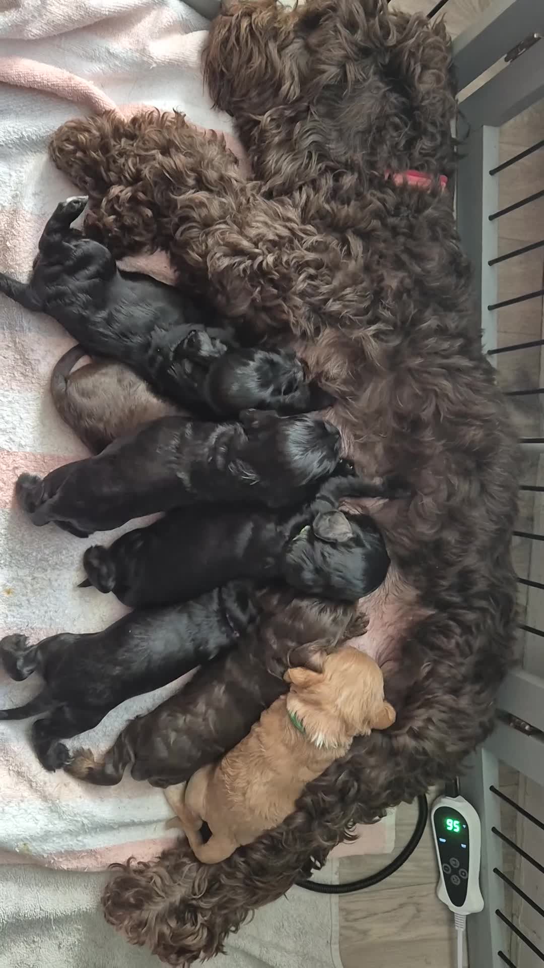 Cockapoo dogs for sale: 3 Beautiful F1B Cockapoo's left  in Brighouse - Video 1