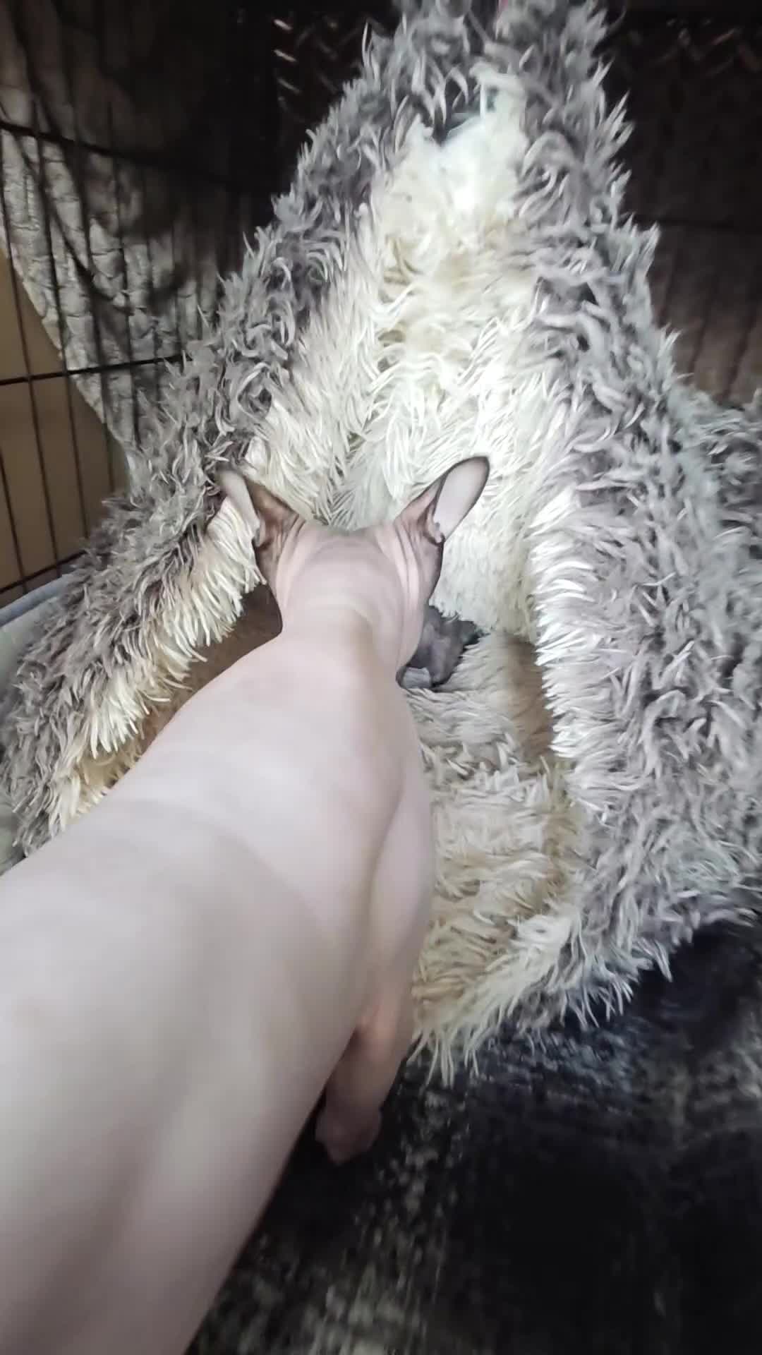 Sphynx cats for sale: 3 Stunning TICA Registered Sphynx Boys - Video 1