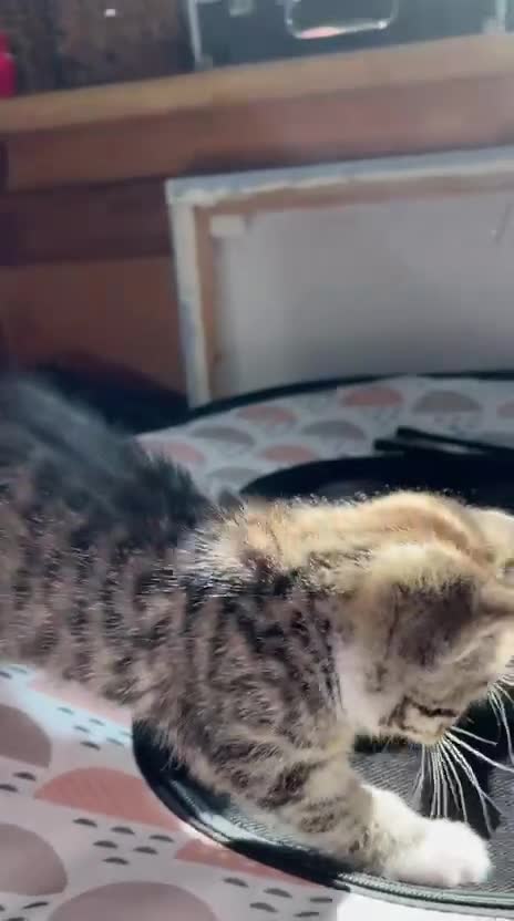 Mixed Breed cats for sale: Beautiful tabby half bengal kittens  - Video 1