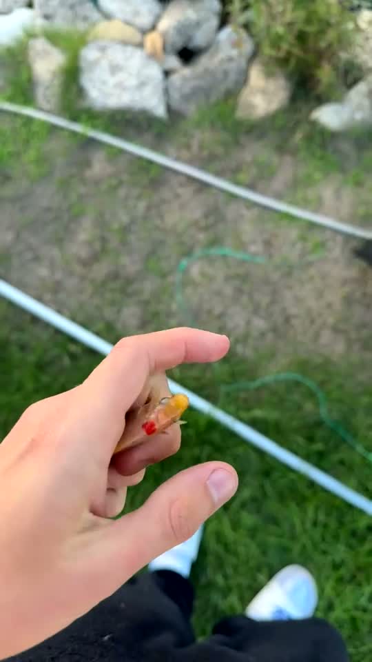 Goldfish fish for sale: Goldfish for Sale in Amersham - Video 1