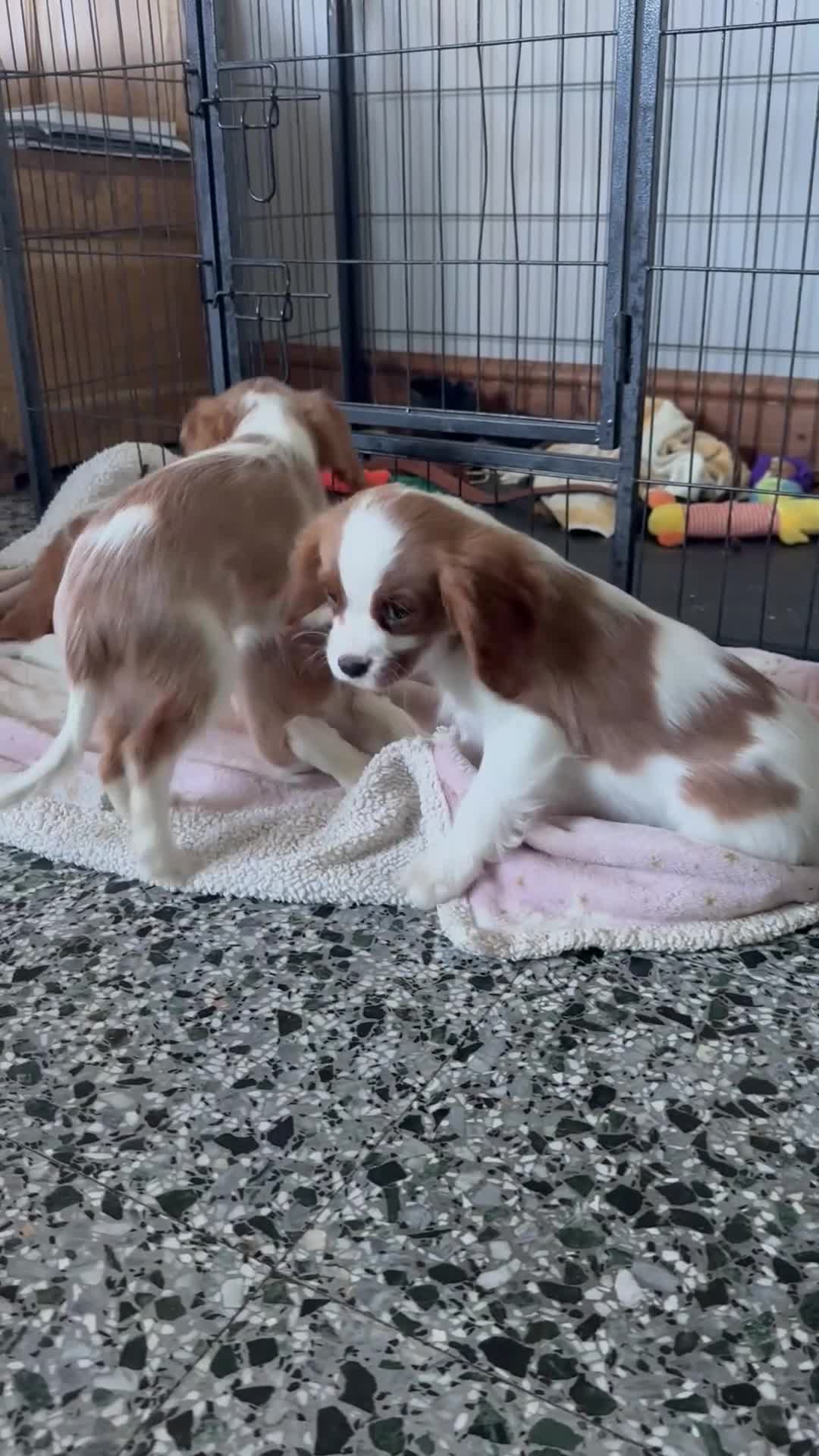 Cavalier King Charles Spaniel dogs for sale: Gorgeous Cavalier King Charles Spaniel puppies - Video 3