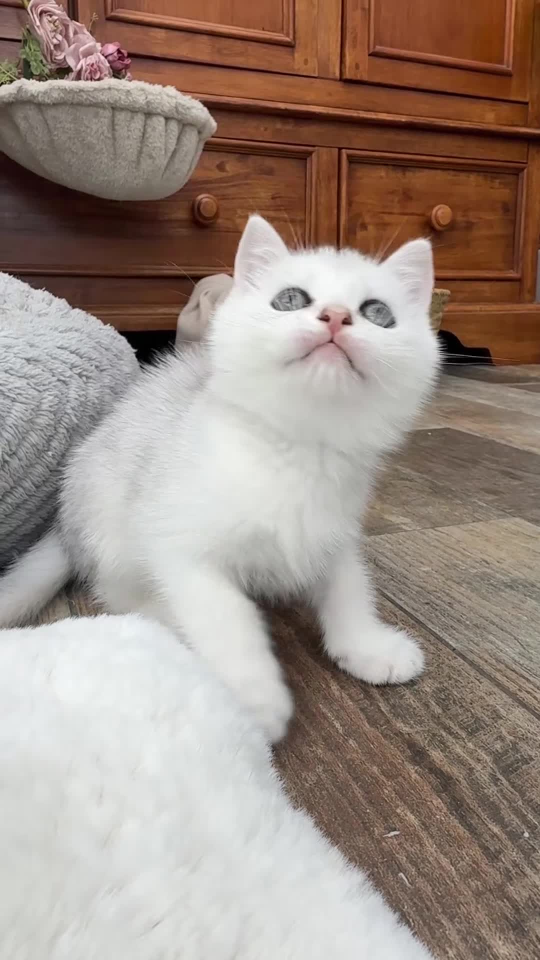 British Shorthair cats for sale: Exceptional British Shorthair Kittens  - Video 1