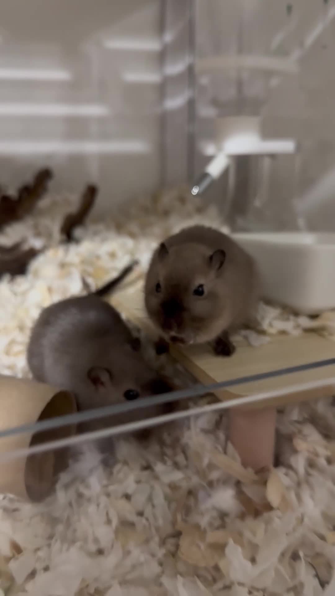 Gerbil rodents for sale: 2 Male Gerbils + BUCATSTATE Setup - Video 1