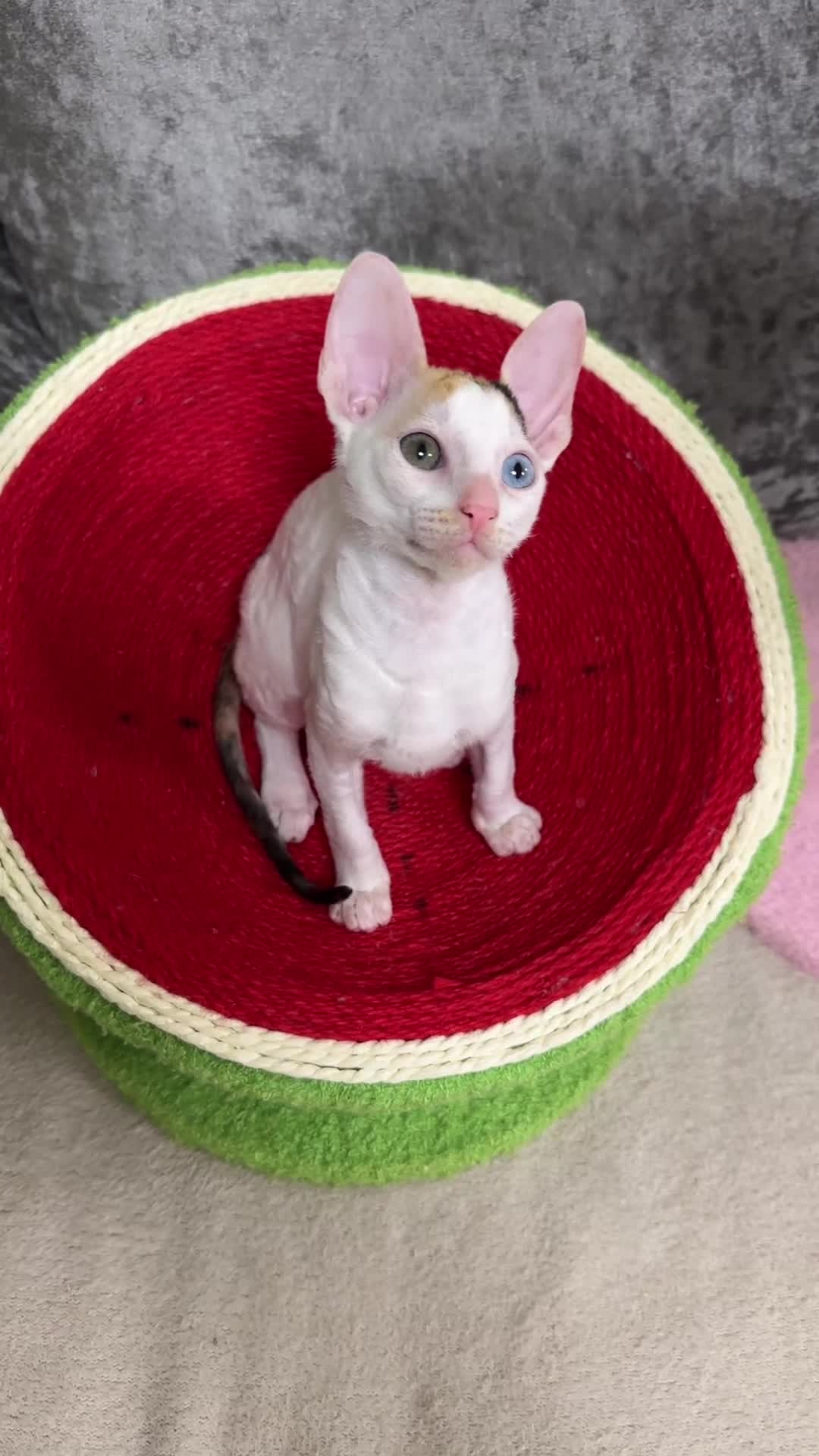 Cornish Rex cats for sale: 🌟Cornish Rex Kittens — Blue Eyes, Champion Line🌟 - Video 3