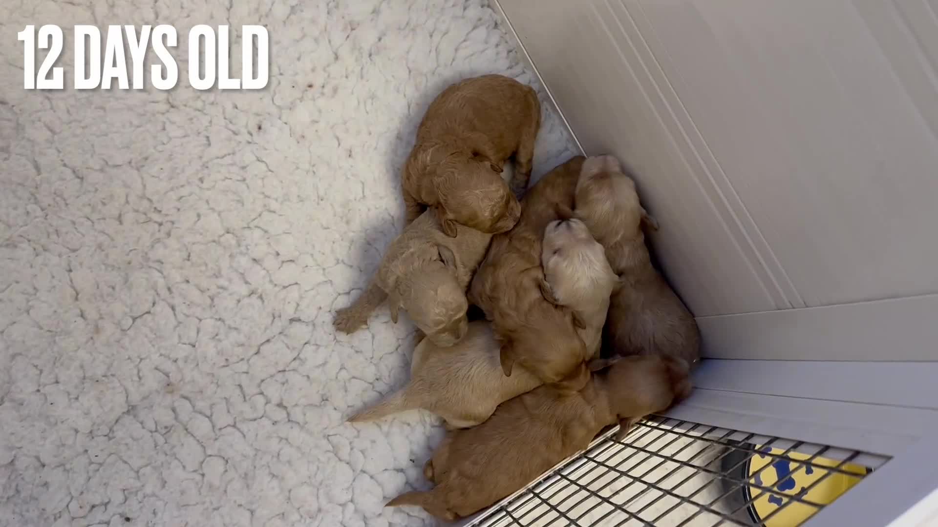 Cavapoo dogs for sale: Beautiful Cavapoo puppies from DNA tested lines  - Video 2