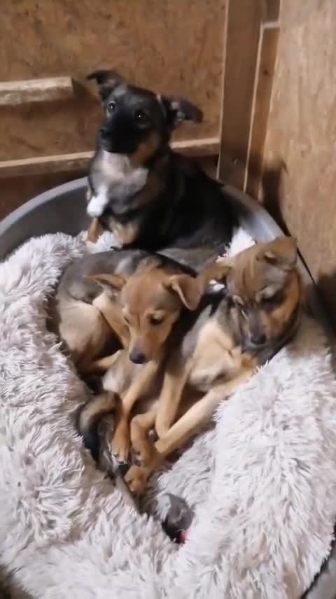 Mixed Breed dogs for adoption: ❤️NIKA & LIKA❤️ - 7 months wonderful small girls - Video 3