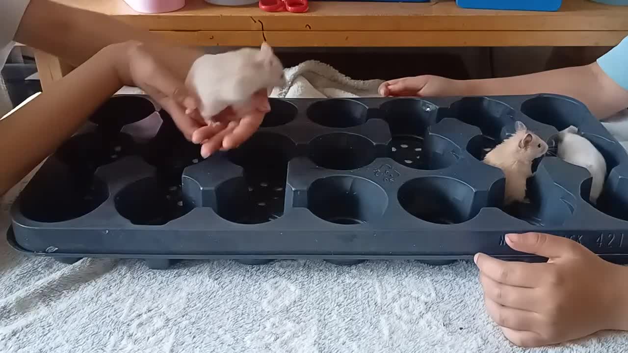 Hamster rodents for sale: 5weeks❤SYRIAN HAMSTER❤ - Video 1