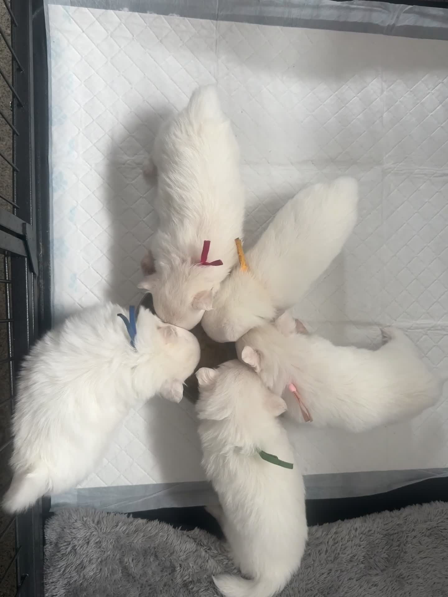 Pomchi dogs for sale: Beautiful Fluffy Pomchis - Video 1