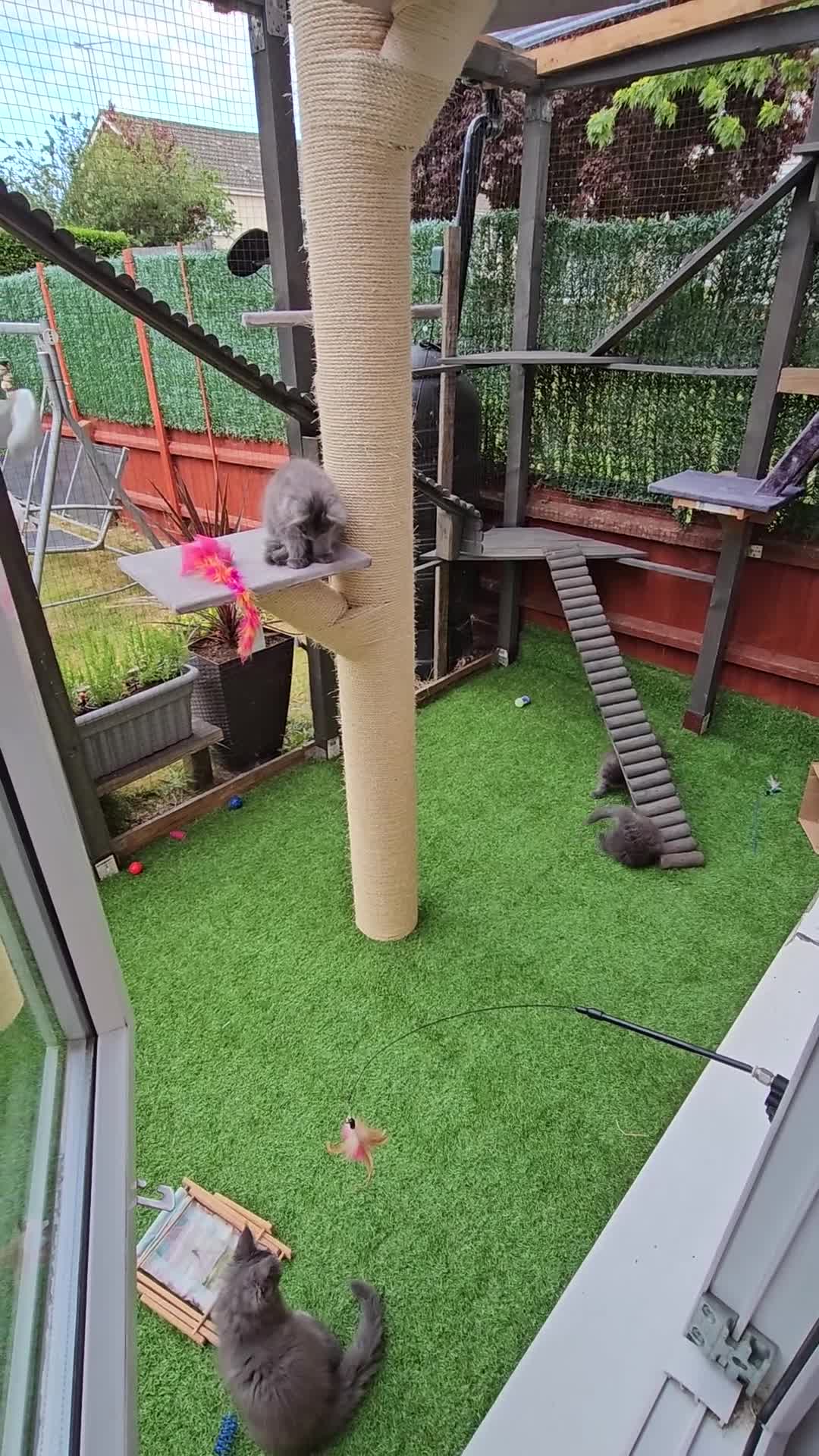 Maine Coon cats for sale: Blue Maine Coon kittens Tica registered in King's Lynn - Video 2