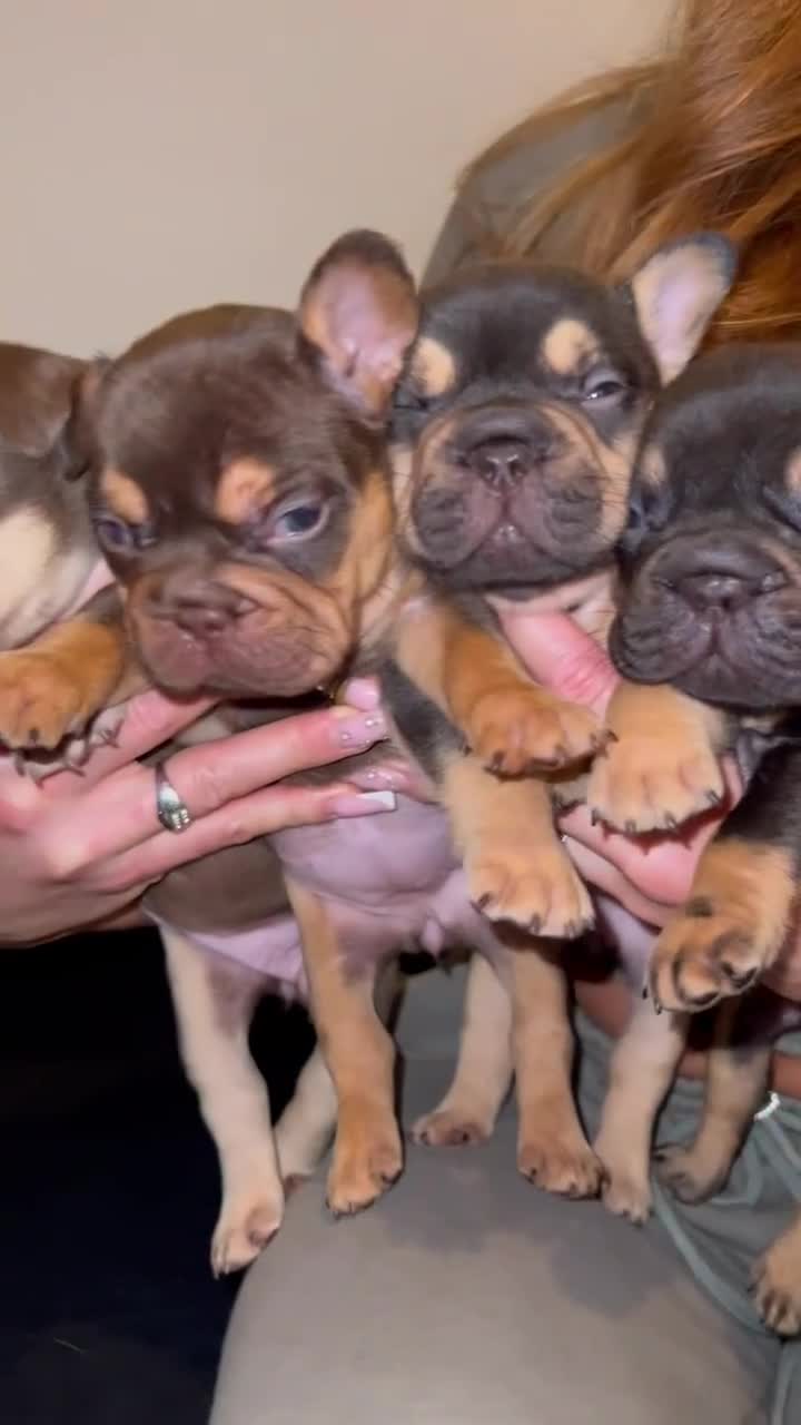 French Bulldog dogs for sale: Frenchies in Chocolate & Tan and Rojo - Video 2
