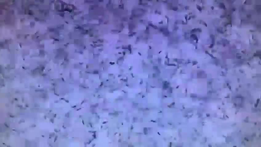 Labrador Retriever dogs for stud: Dark Red Fox Labrador Stud Dog in Ellesmere - Video 1