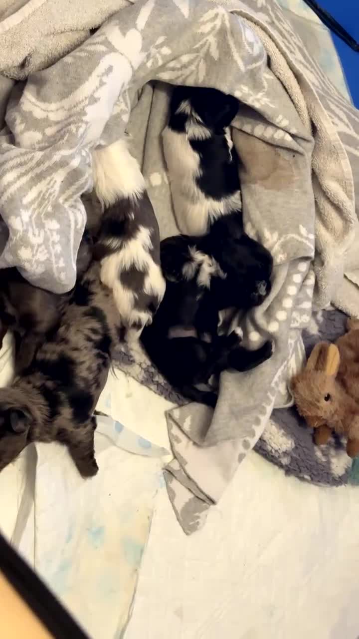 Yorkshire Terrier dogs for sale: Colourful Biewer Yorkshire terriers  - Video 1