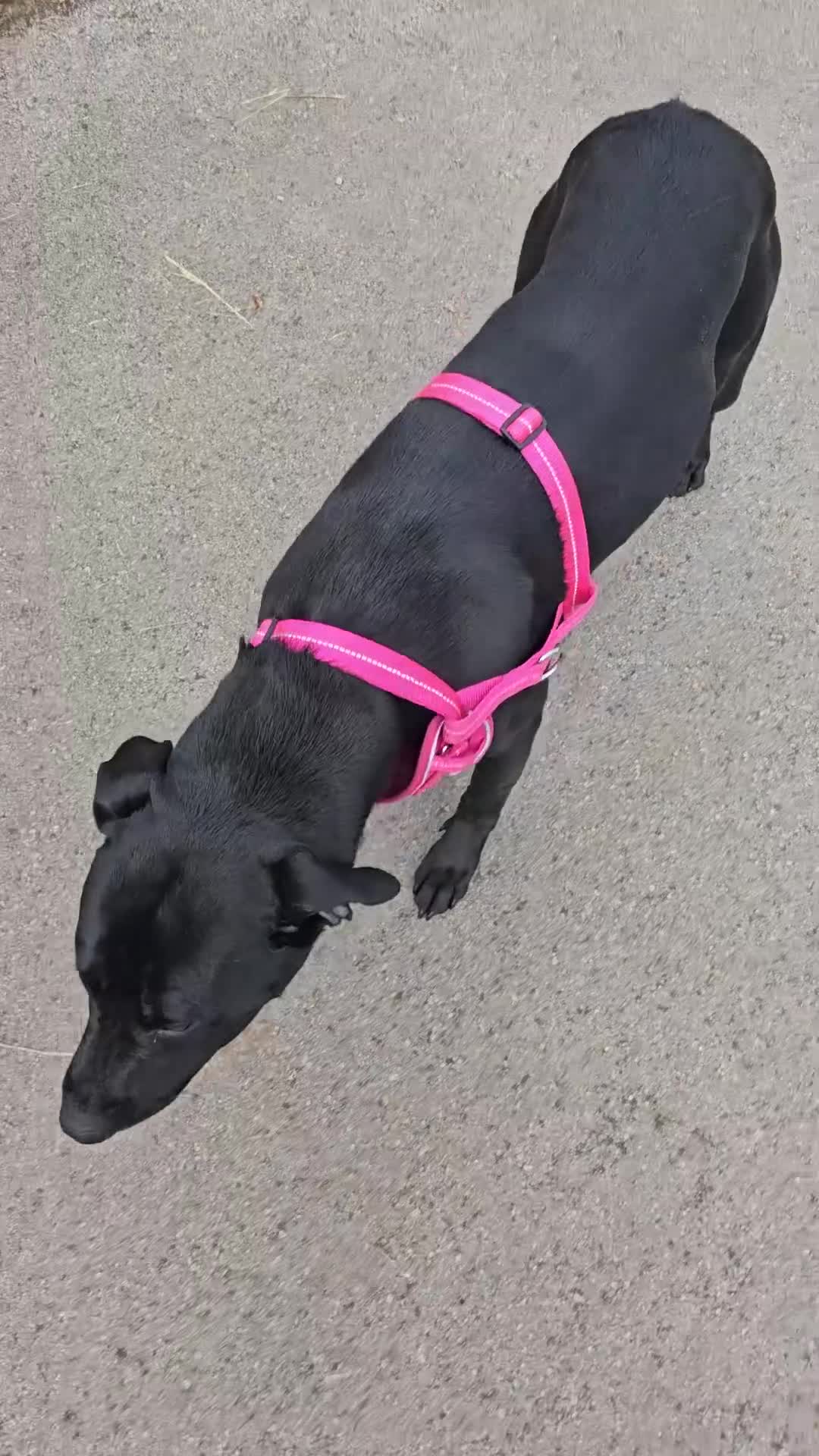 Mixed Breed dogs for sale: Lab cross presa canario  - Video 1