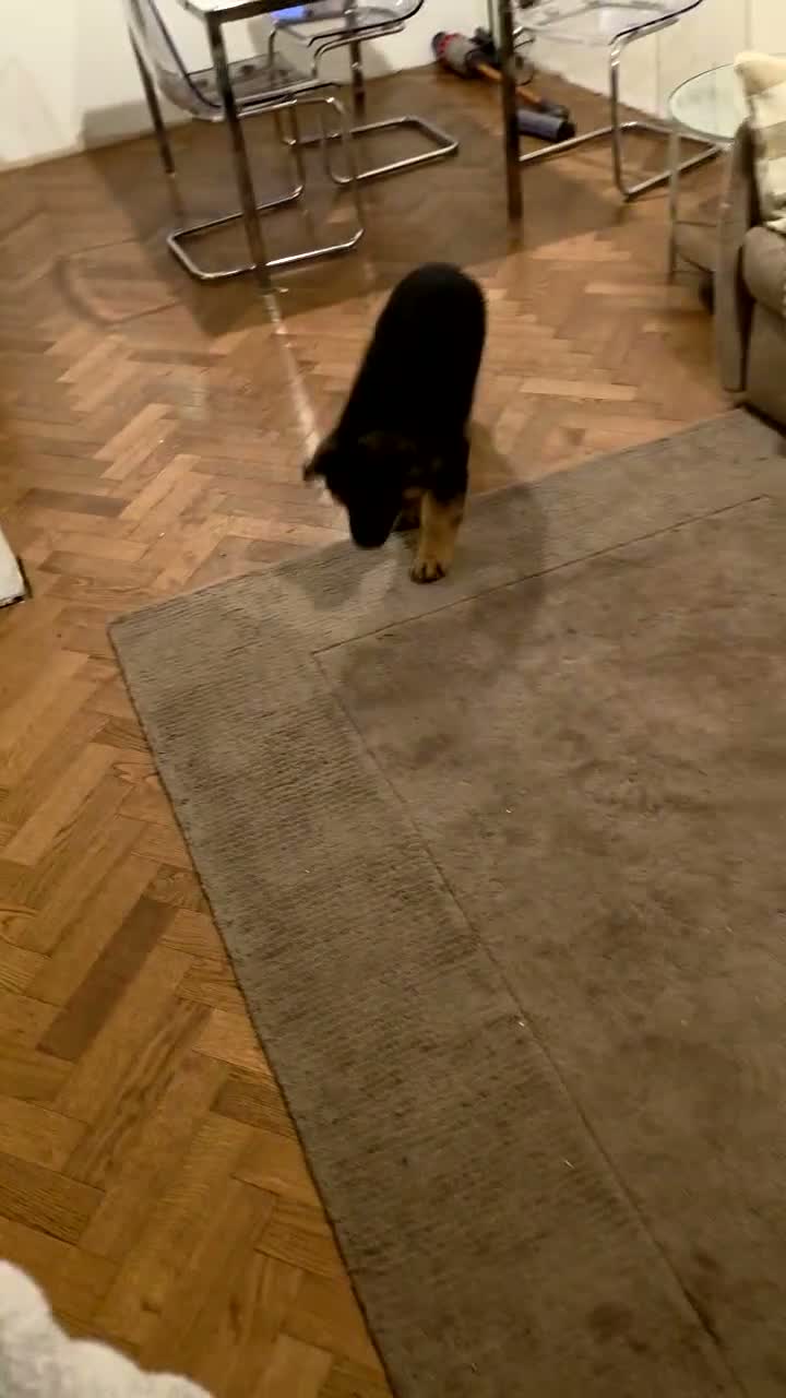 German Shepherd dogs for sale: Long hair German Shepherd puppy full health tests - Video 2