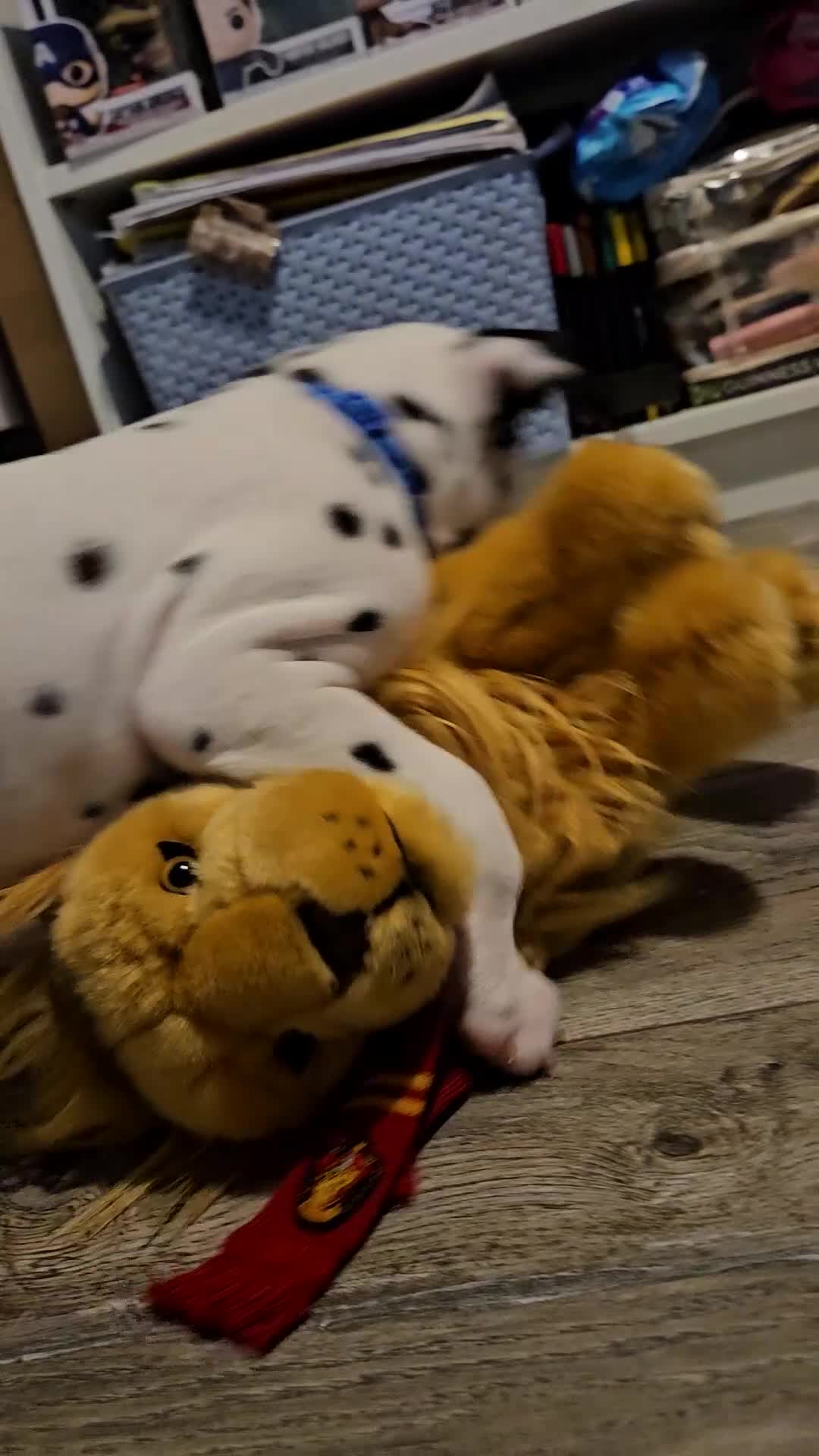 Dalmatian dogs for sale: beautiful dalmatian puppies - Video 3