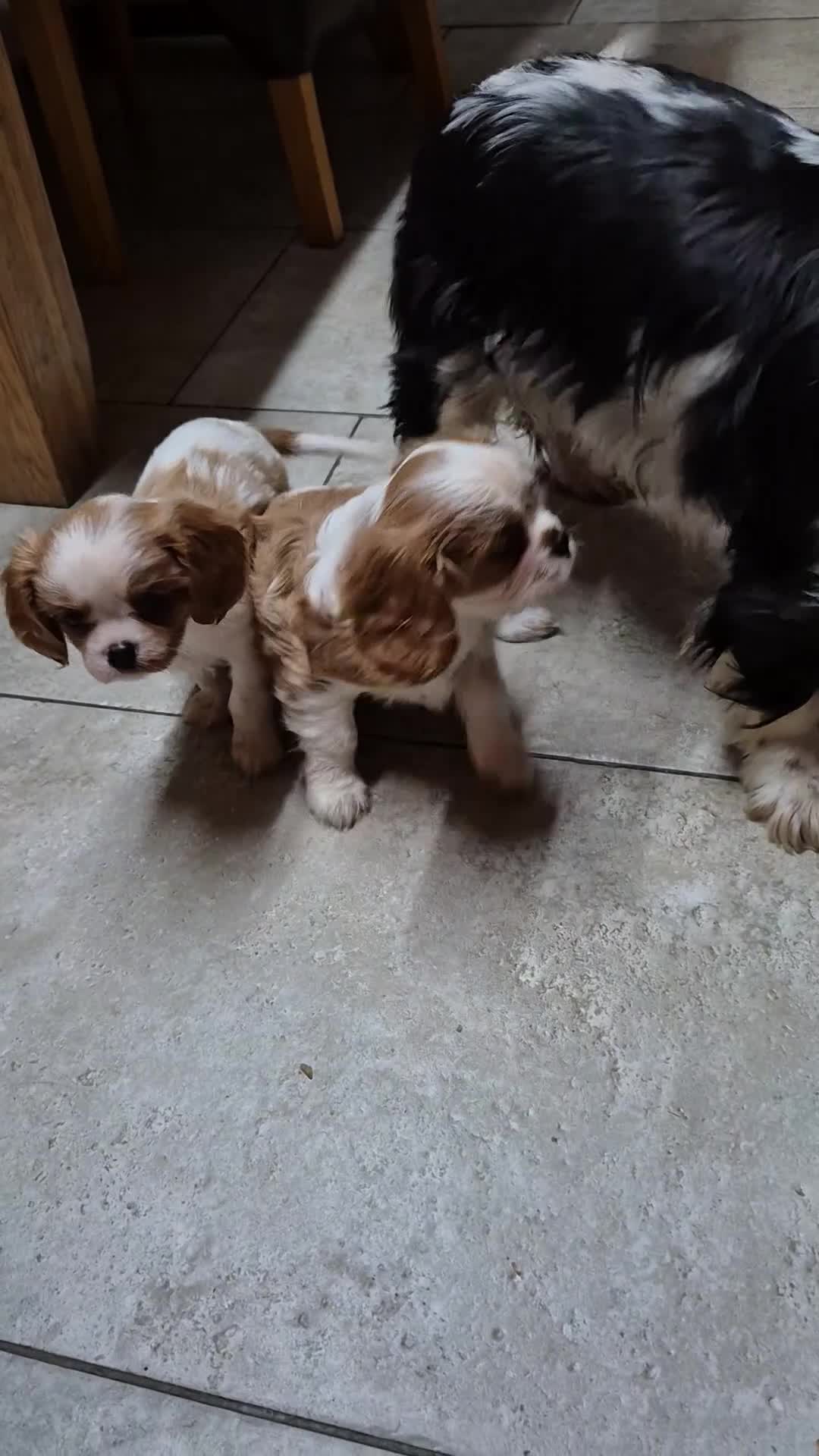 Cavalier King Charles Spaniel dogs for sale: Blenheim Cavalier King Charles spaniel puppies  - Video 1