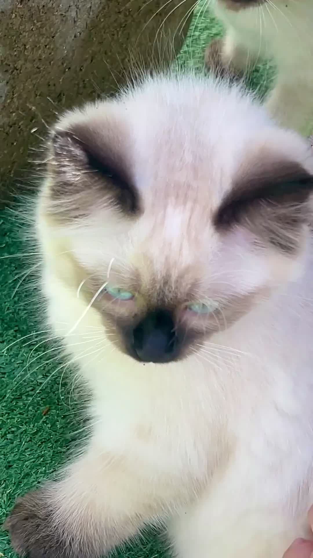 Siamese cats for sale: Ready Now – Stunning Blue-Eyed Siamese Kittens  - Video 1