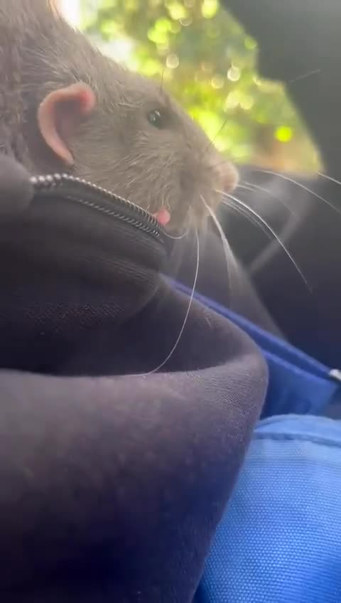 Rat rodents for sale: 3 amazing boy rats in Guildford - Video 1