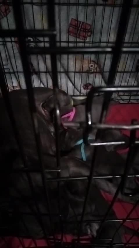 Staffordshire Bull Terrier dogs for sale: KC REG BLUE STAFFORDSHIRE BULL TERRIER in Watford - Video 1