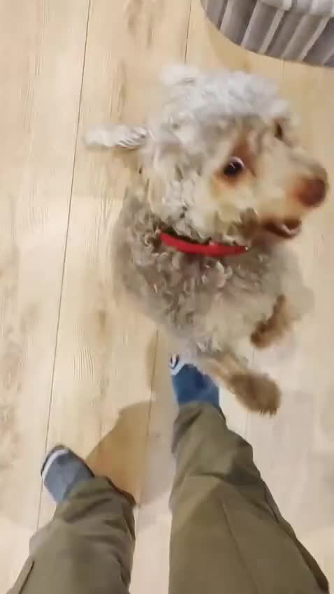 Yorkiepoo dogs for adoption: Meet KOBBIE - a lovely young boy for a Loving Home - Video 5