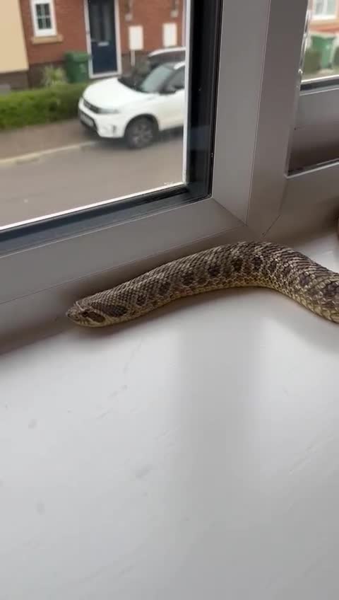 Snake reptiles for sale: 🐍Toffee Western Hognose Snake + Full Setup (£180) - Video 1
