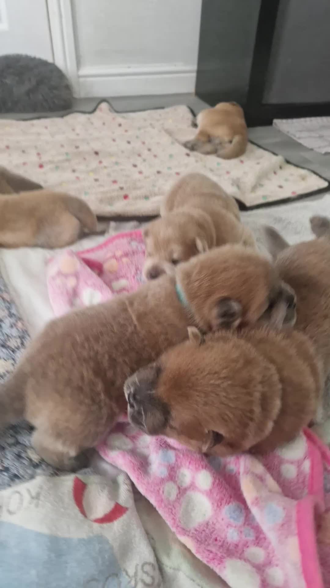 Chow Chow dogs for sale: Chow chow puppies - Video 1