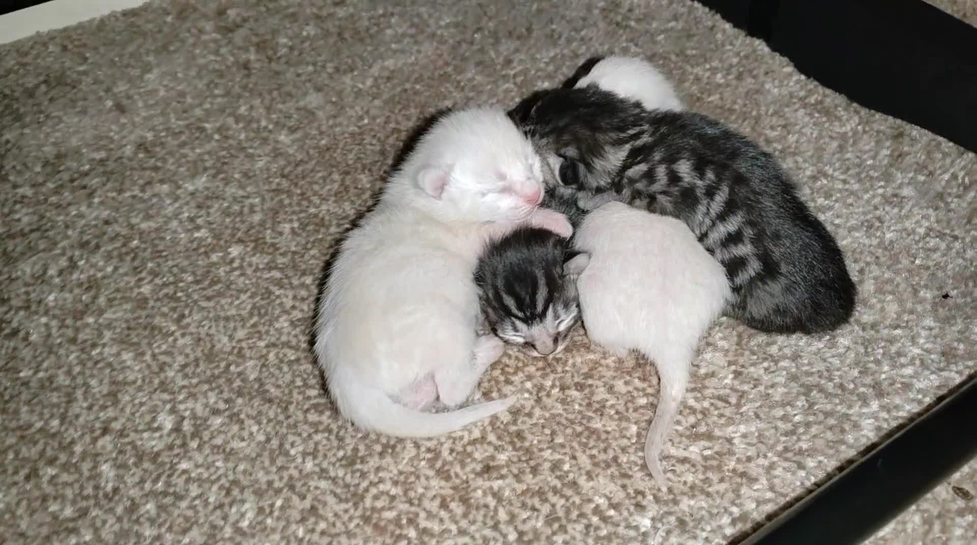 Bengal cats for sale: Bengal kittens - Video 1