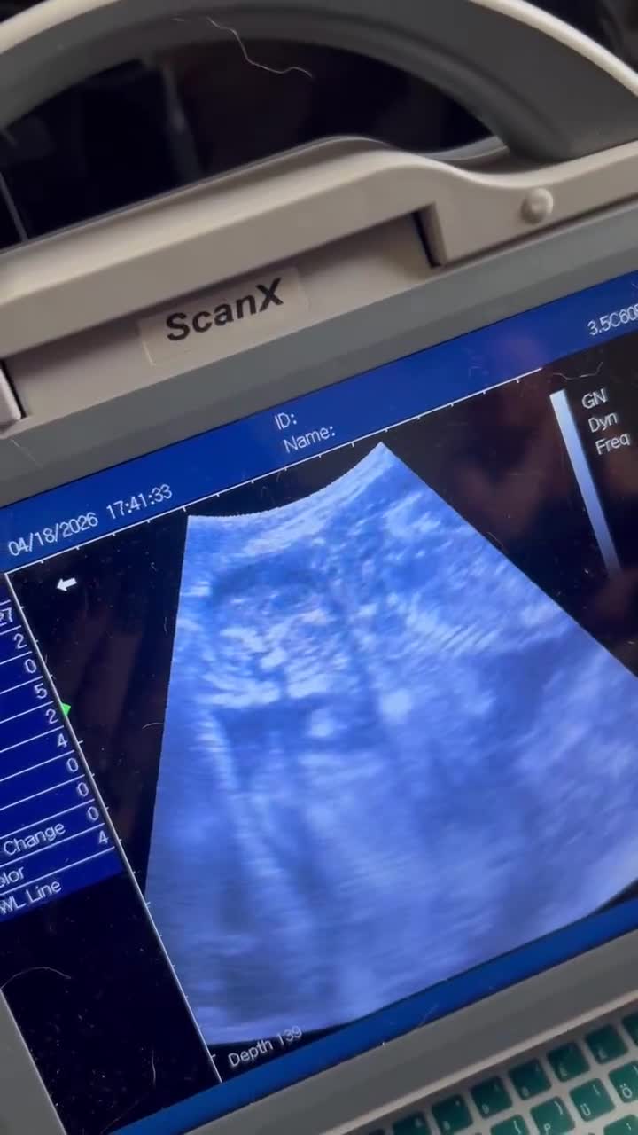 Siberian Husky dogs for stud: BLUE EYED HUSKY FOR STUD - Video 2