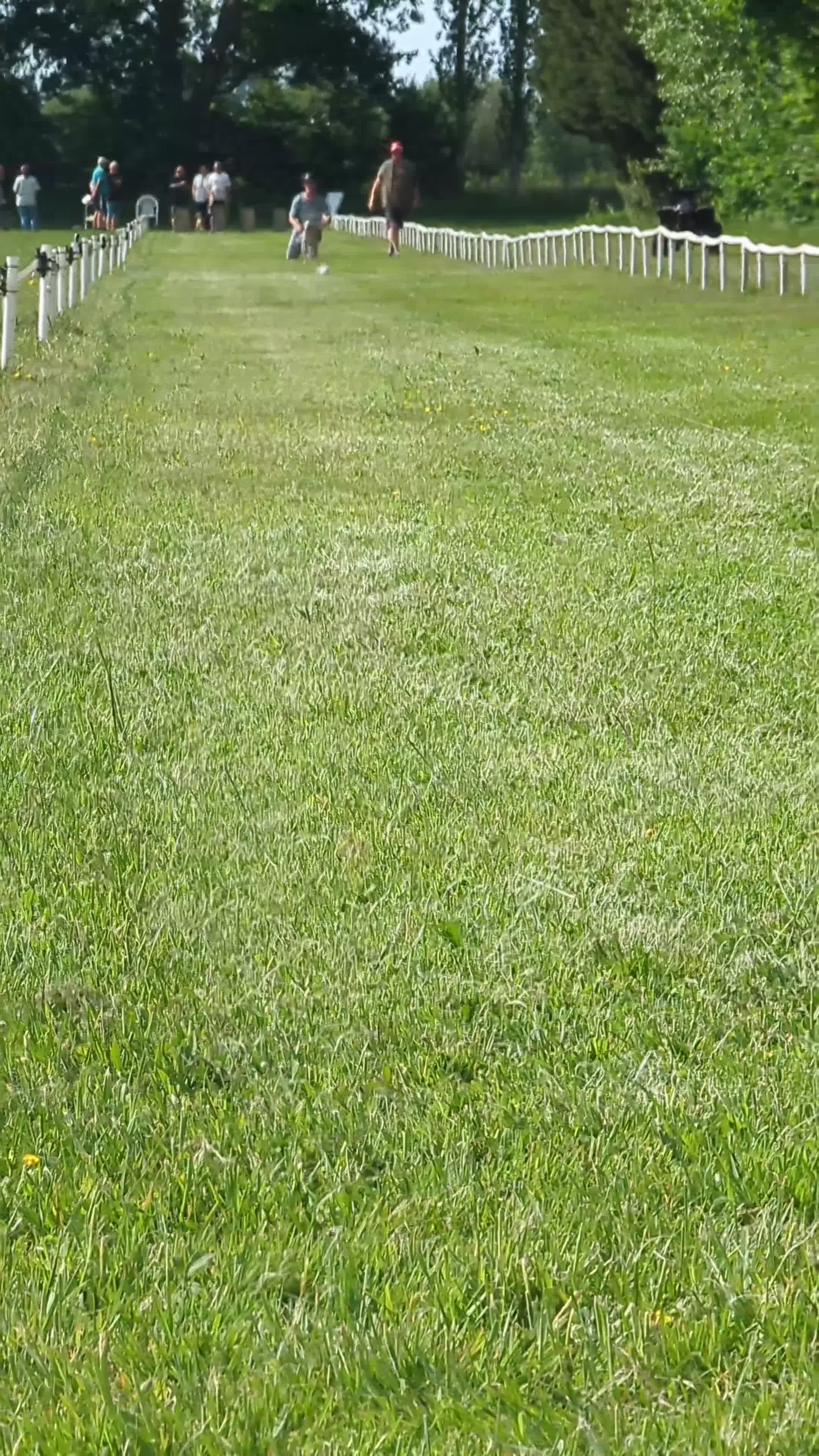 Whippet dogs for stud: KC registered fawn brindle whippet for stud - Video 1