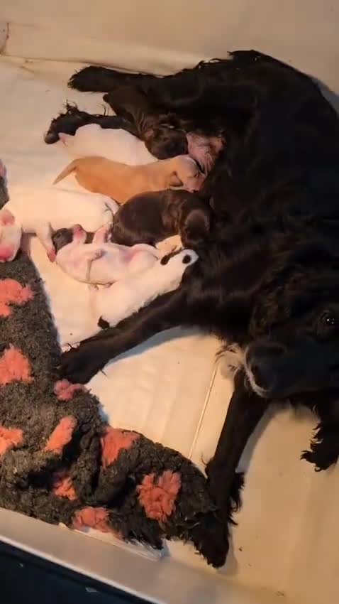 Cockapoo dogs for sale: Cockapoo Puppies Licenced Domestic Breeder - Video 1