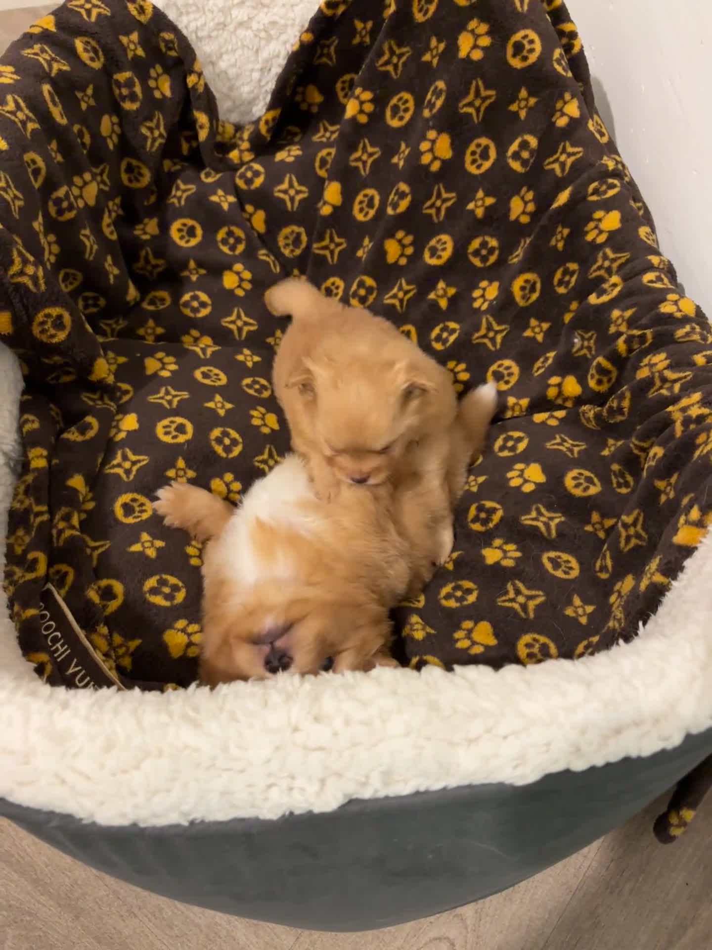 Mixed Breed dogs for sale: Pomeranian mixt with bichon - Video 1