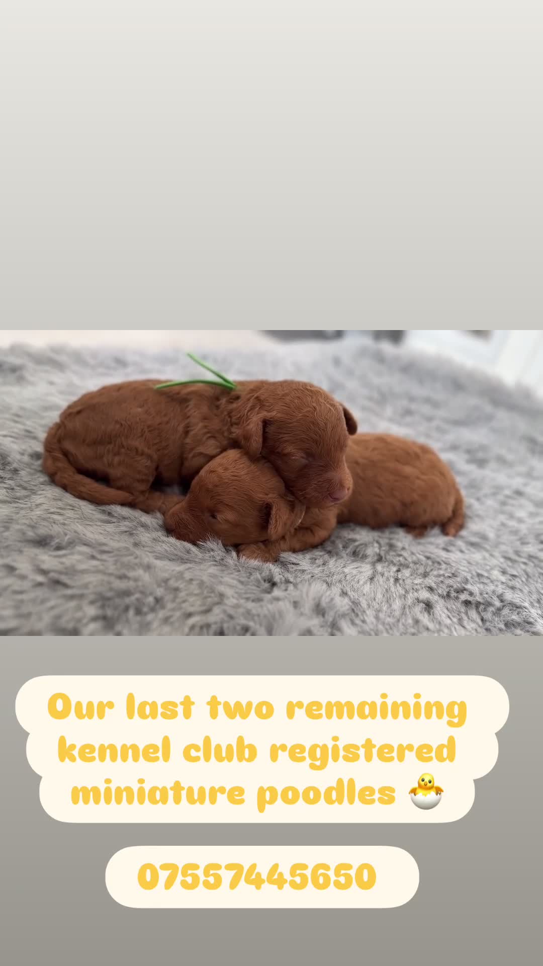 Miniature Poodle dogs for sale: 🧸last two KC registered  miniature poodle🧸 - Video 1