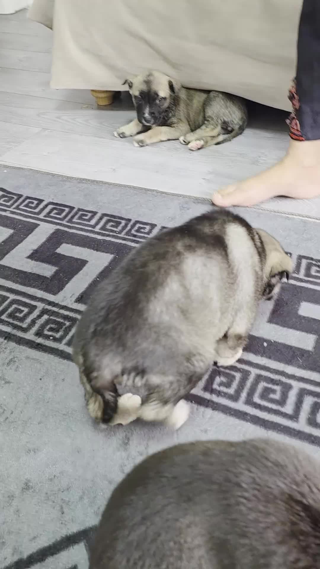 Mixed Breed dogs for sale: Siberian husky puppies  - Video 4