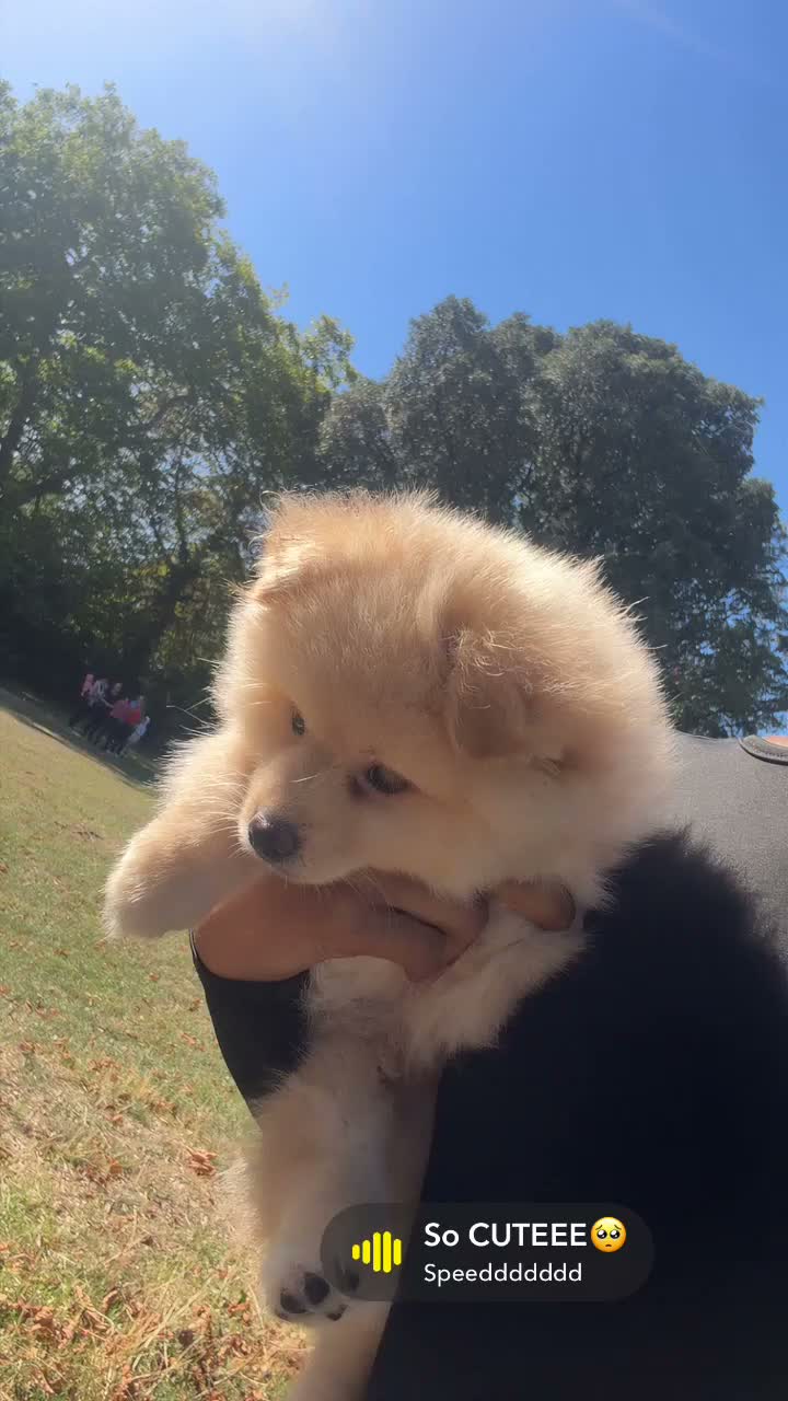 Pomsky dogs for sale: King – Stunning Bronde Pomeranian Boy - Video 3