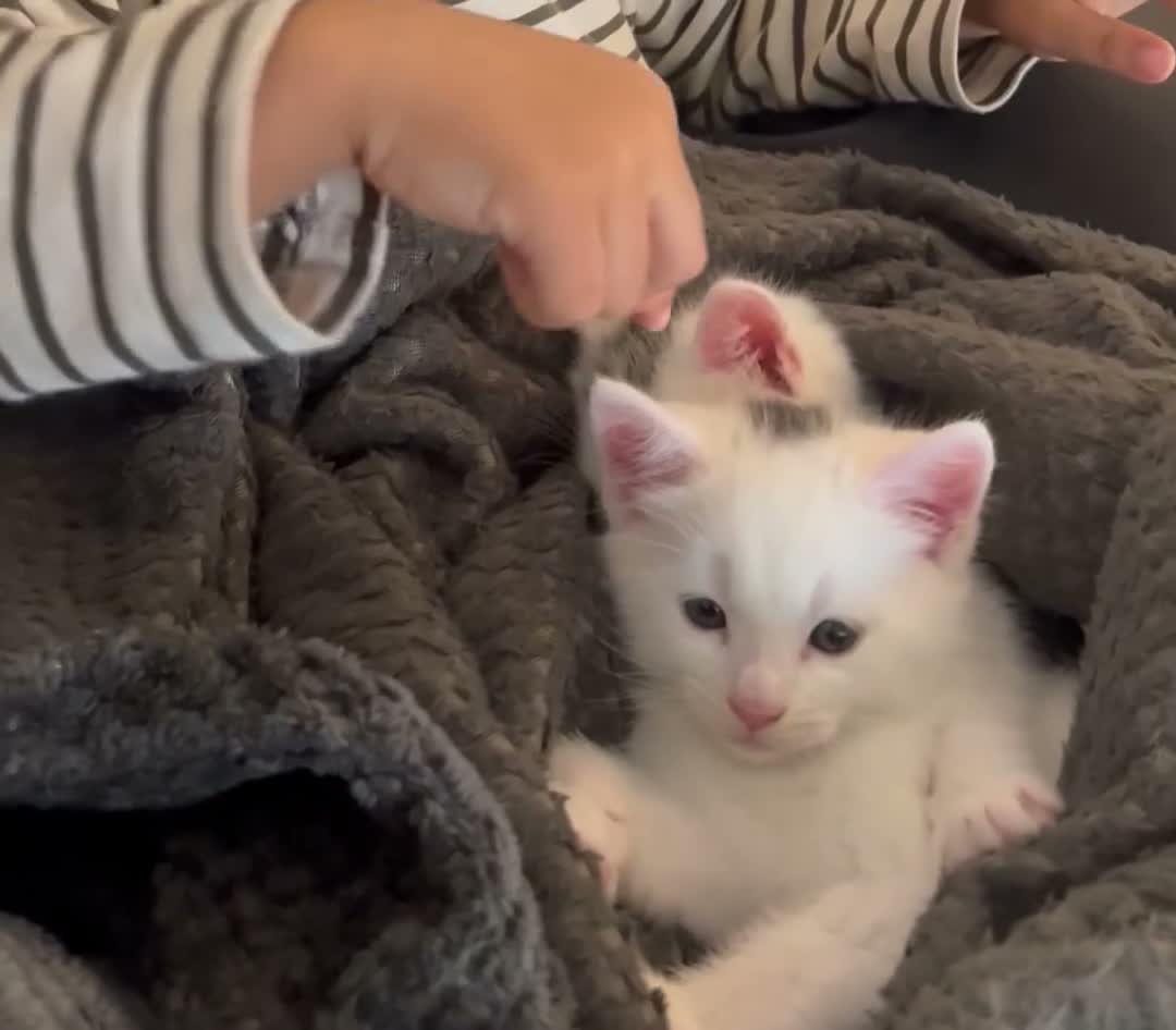 Mixed Breed cats for sale: Beautiful White Kitten Miu Miu – Loving & Playful - Video 1