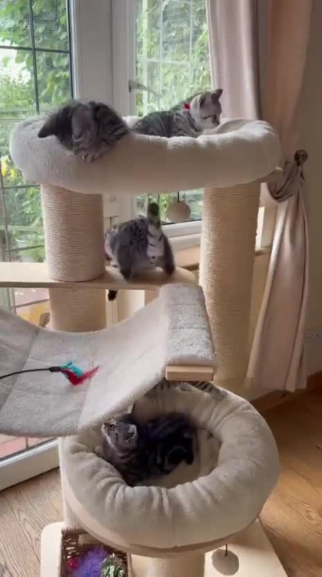 British Shorthair cats for sale: Black Silver Spotted/Tabby British Shorthair  - Video 1
