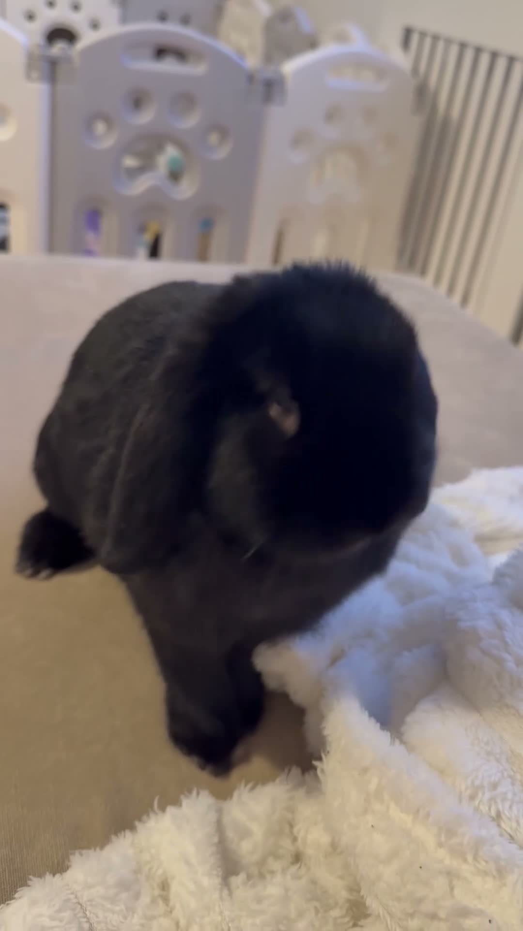 English Lop rabbits for sale: 1 year old lop  in Maidenhead - Video 2