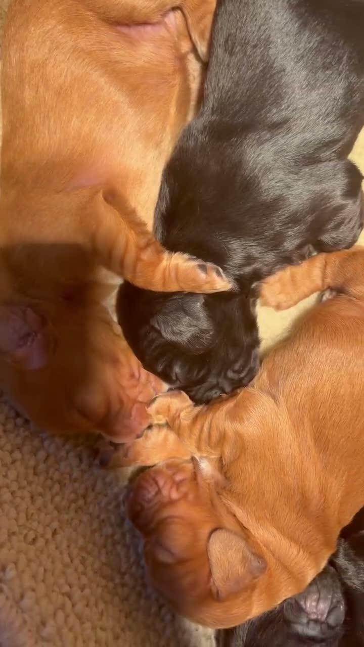 Cocker Spaniel dogs for sale: Working KC Registered Cocker Spaniel pups  - Video 2