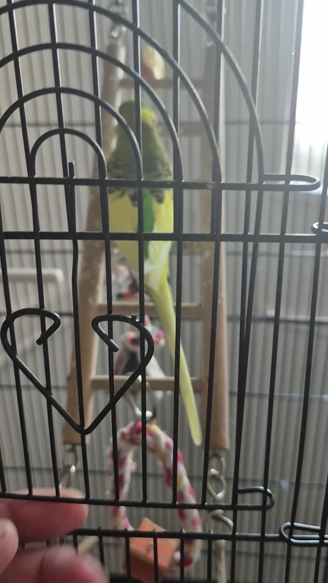 Mixed Breed birds for sale: Beautiful family bird - Video 1