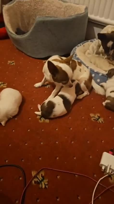 Chihuahua dogs for sale: Lovely Chihuahua Puppies looking for a Loving Home - Video 1