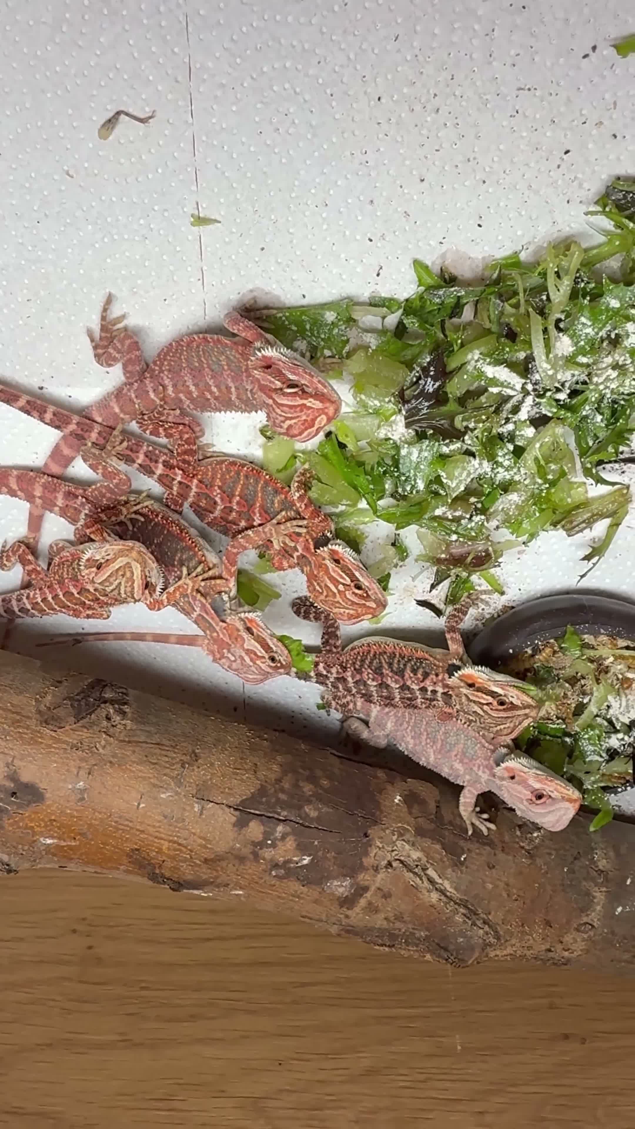 Bearded Dragon reptiles for sale: 💥💥💥Baby Dragons! WEEKEND SPECIAL £150 💥💥💥 - Video 3