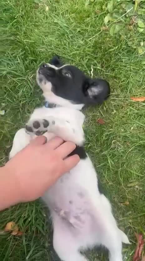 English Springer Spaniel dogs for sale: READY NOW ! Kc registered Springer Spaniel Puppies - Video 1