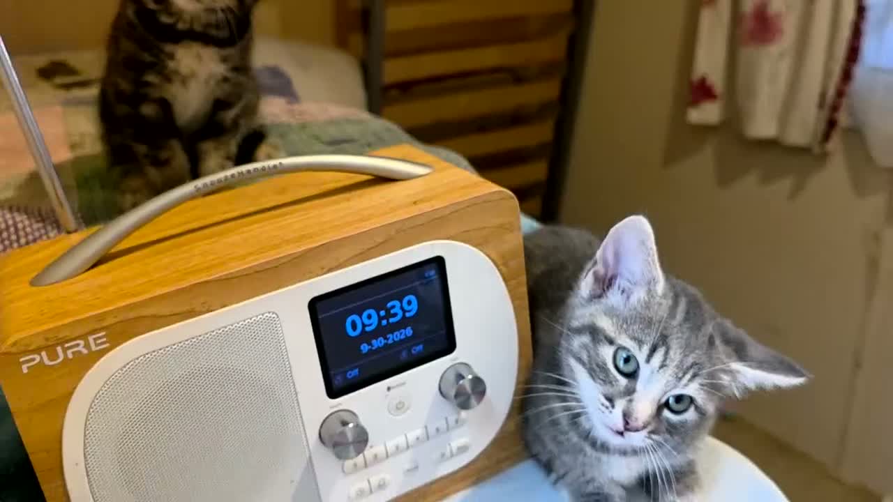 Mixed Breed cats for sale: Playful and sweet kittens  - Video 1