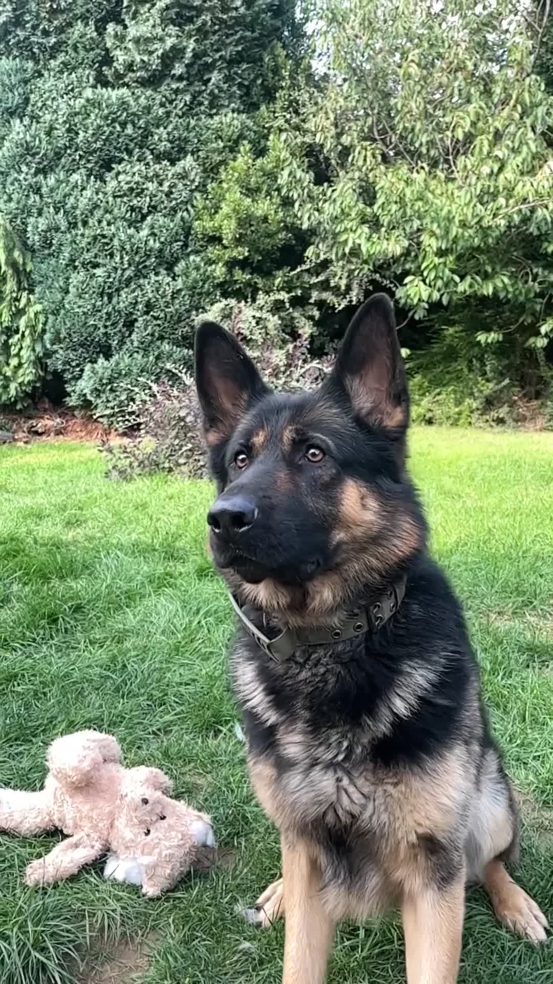 German Shepherd dogs for sale: Beautiful Lovely Boy Looking For A Better Fit - Video 1