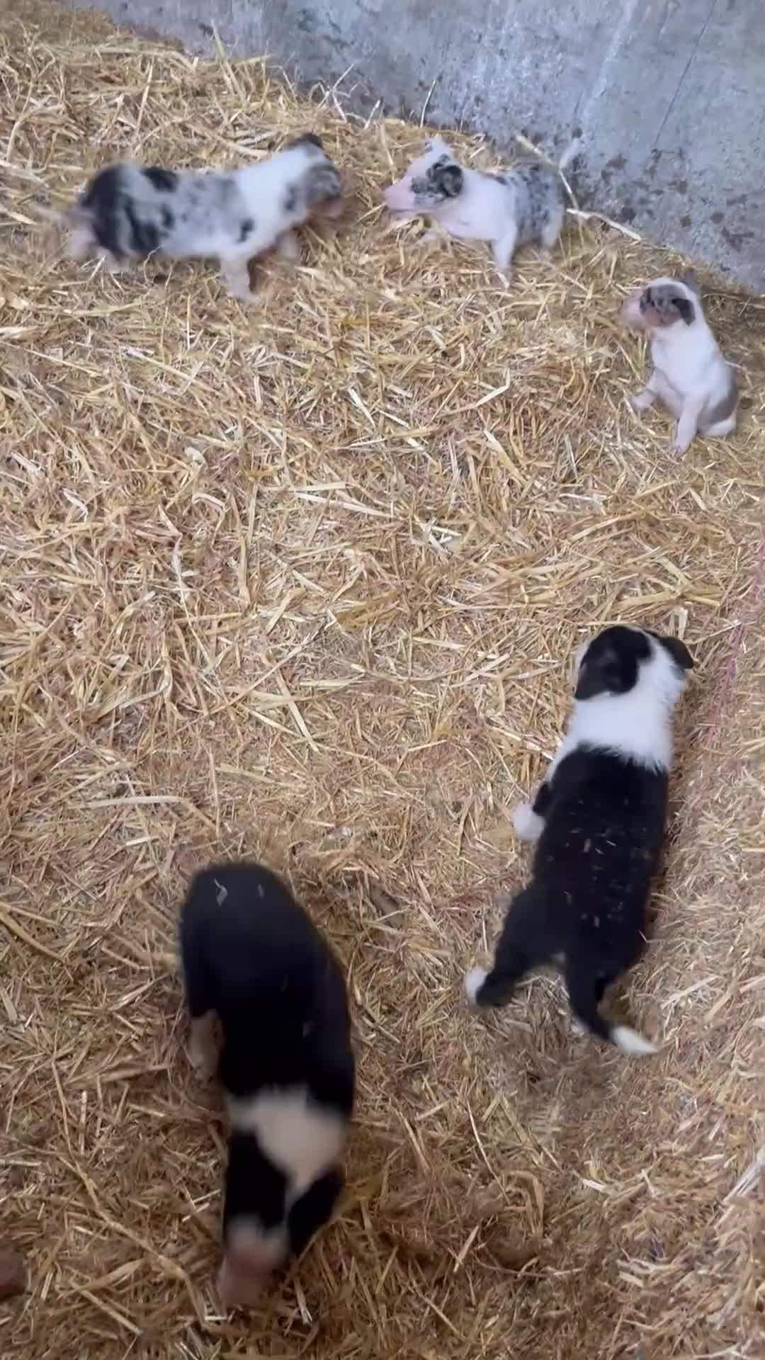 Border Collie dogs for sale: 7 beautiful border collie/ blue merle puppies - Video 1