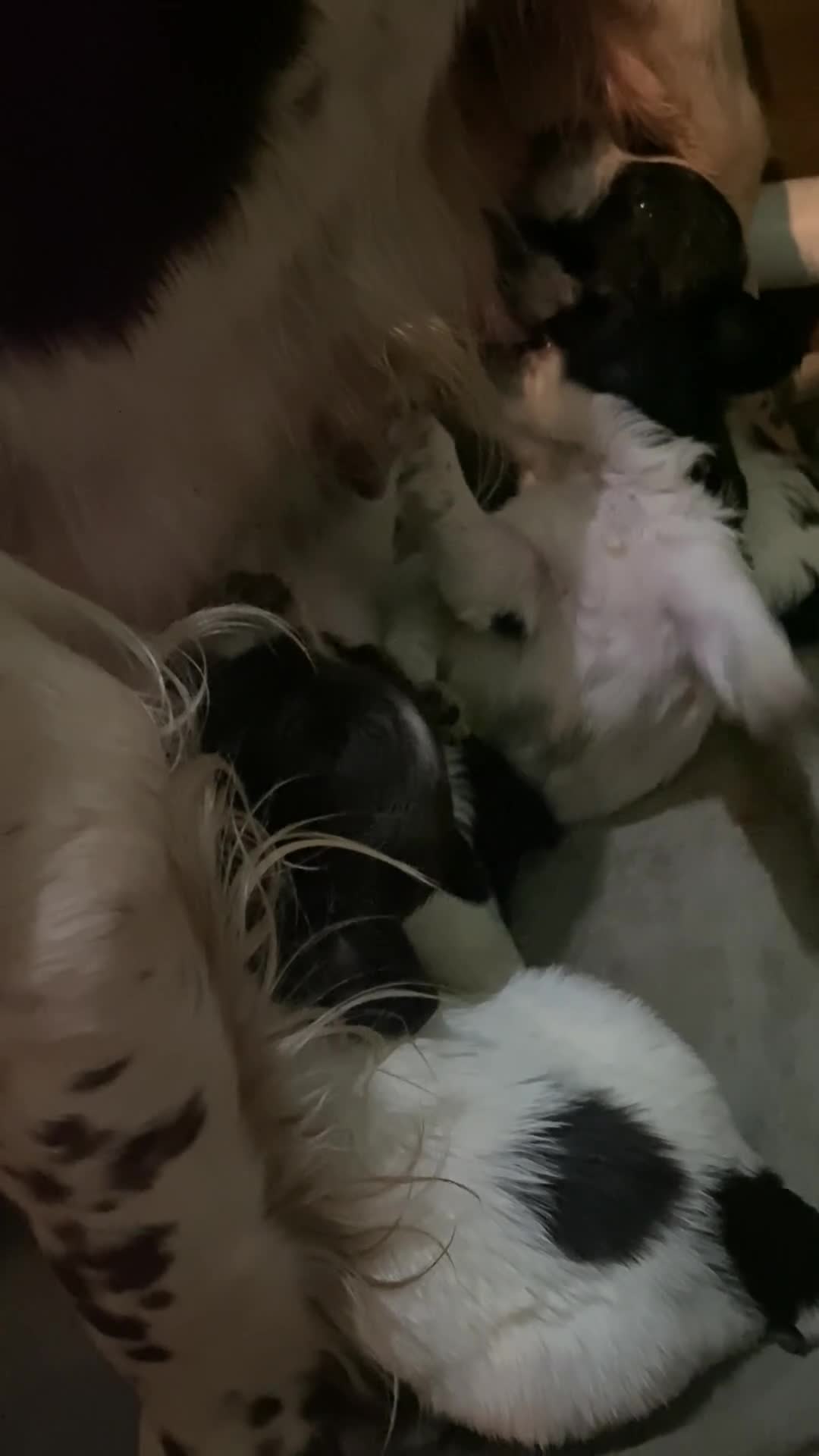 English Springer Spaniel dogs for sale: Working springer spaniels  - Video 1